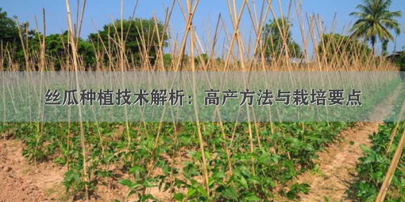 丝瓜种植技术解析：高产方法与栽培要点
