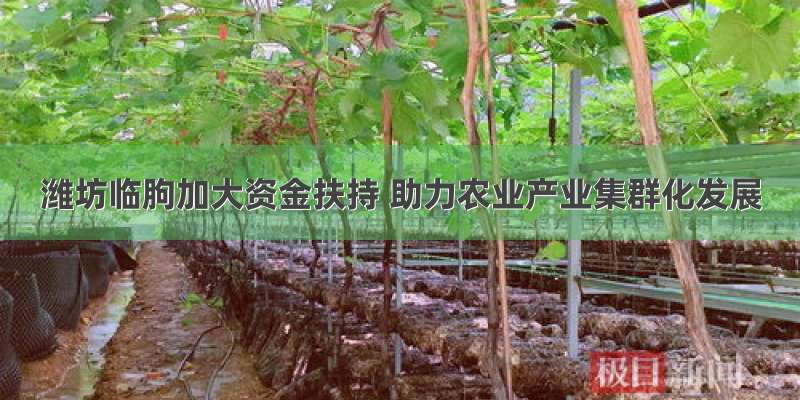 潍坊临朐加大资金扶持 助力农业产业集群化发展