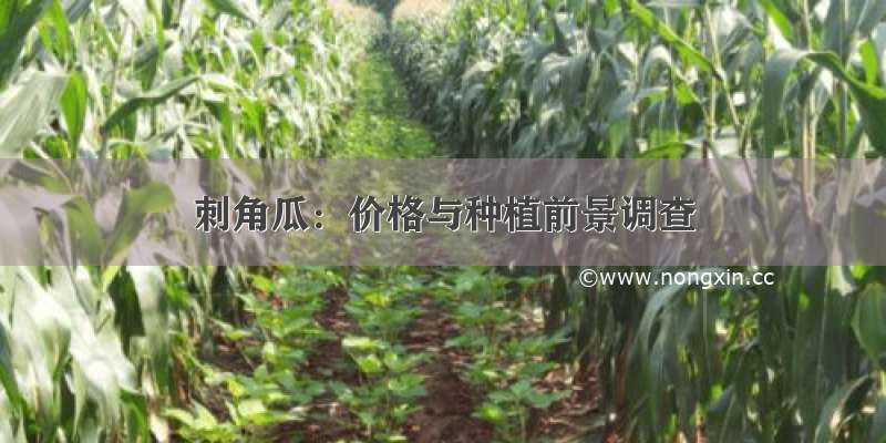 刺角瓜：价格与种植前景调查