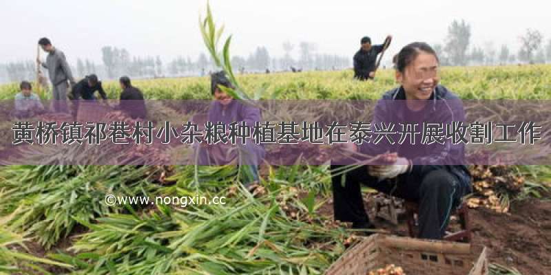 黄桥镇祁巷村小杂粮种植基地在泰兴开展收割工作
