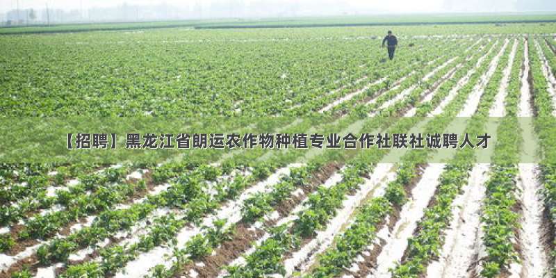 【招聘】黑龙江省朗运农作物种植专业合作社联社诚聘人才