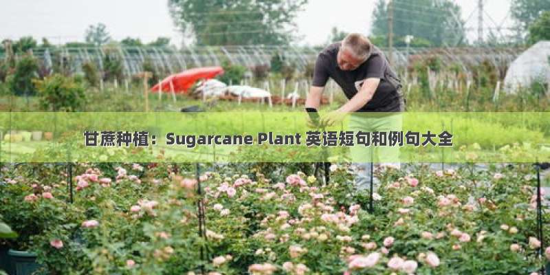 甘蔗种植：Sugarcane Plant 英语短句和例句大全
