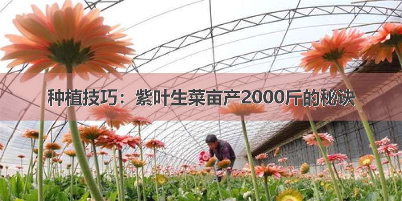 种植技巧：紫叶生菜亩产2000斤的秘诀