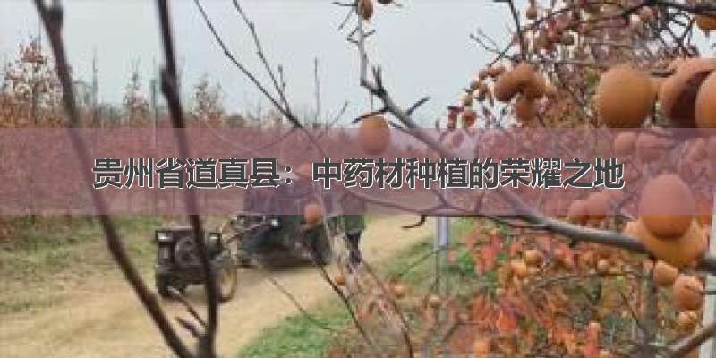 贵州省道真县：中药材种植的荣耀之地