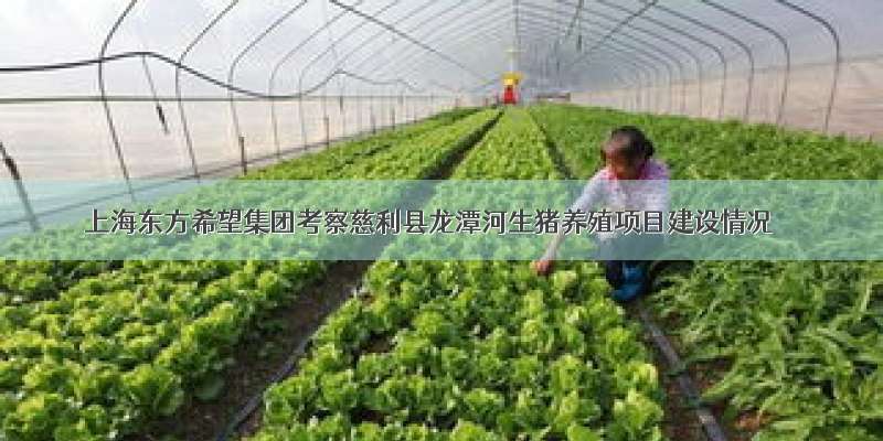 上海东方希望集团考察慈利县龙潭河生猪养殖项目建设情况
