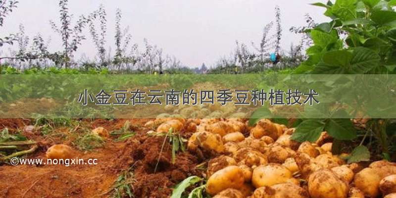 小金豆在云南的四季豆种植技术