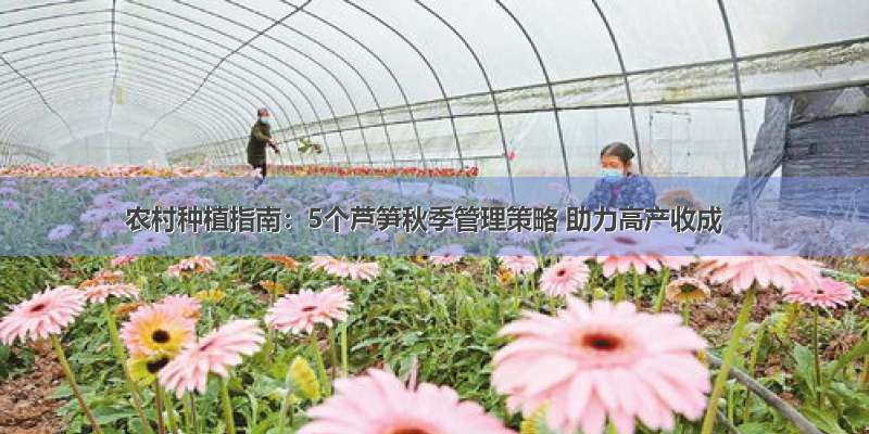 农村种植指南：5个芦笋秋季管理策略 助力高产收成