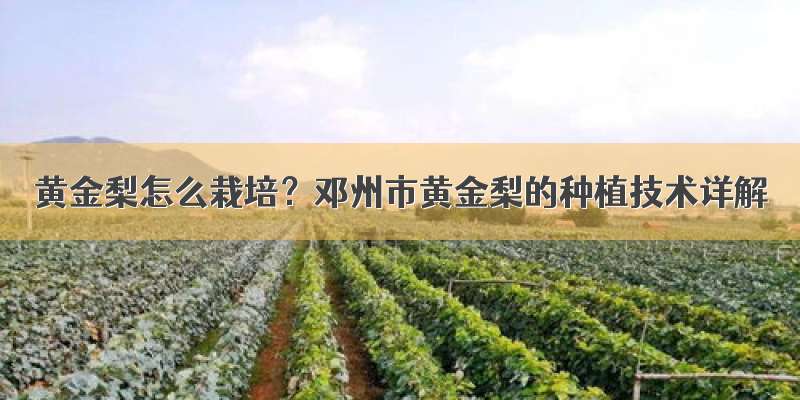 黄金梨怎么栽培？邓州市黄金梨的种植技术详解