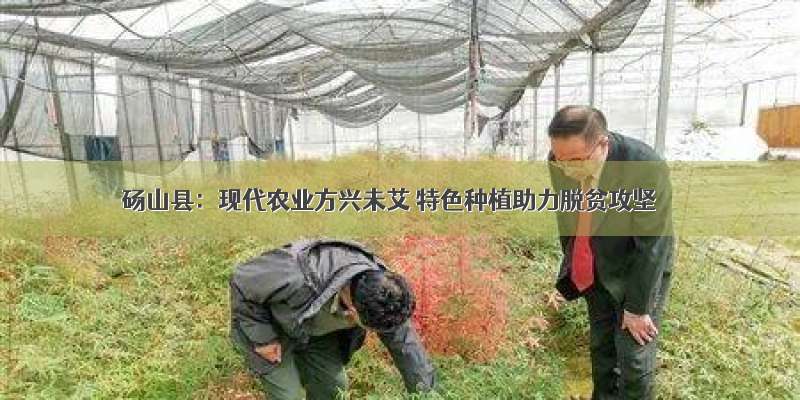 砀山县：现代农业方兴未艾 特色种植助力脱贫攻坚
