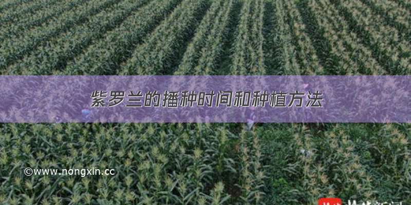 紫罗兰的播种时间和种植方法