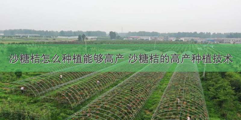 沙糖桔怎么种植能够高产 沙糖桔的高产种植技术