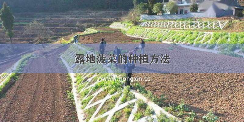 露地菠菜的种植方法