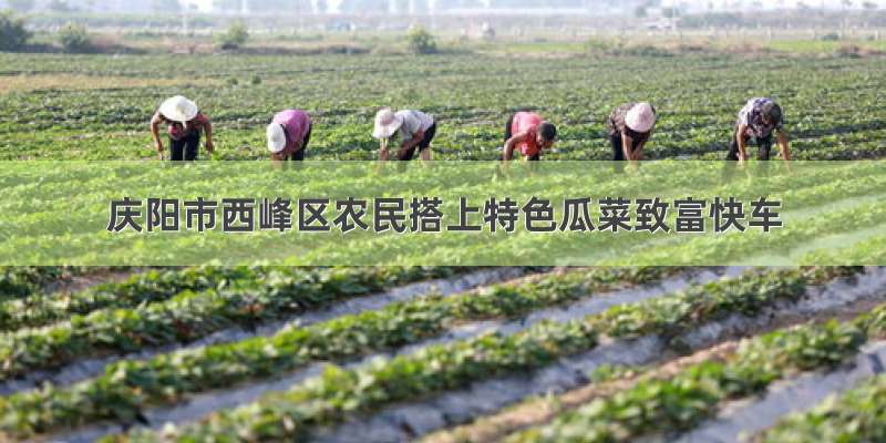 庆阳市西峰区农民搭上特色瓜菜致富快车