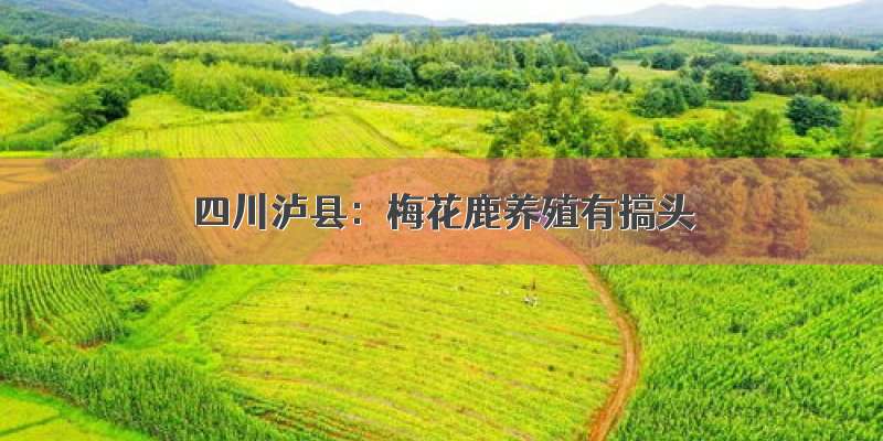 四川泸县：梅花鹿养殖有搞头