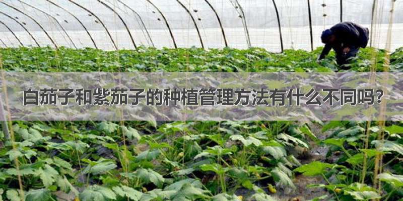 白茄子和紫茄子的种植管理方法有什么不同吗？