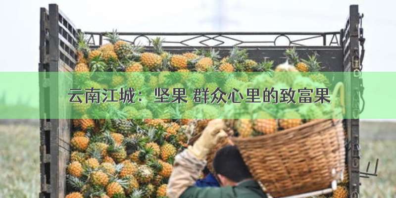 云南江城：坚果 群众心里的致富果