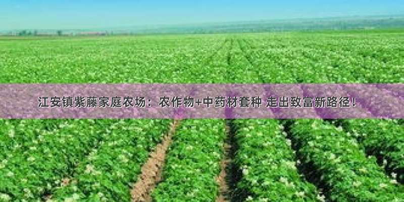 江安镇紫藤家庭农场：农作物+中药材套种 走出致富新路径！