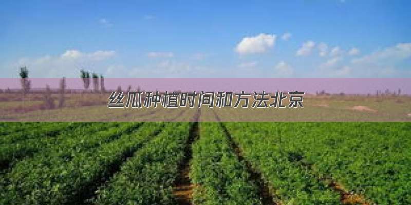 丝瓜种植时间和方法北京