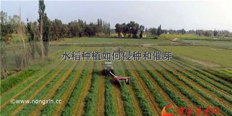 水稻种植如何侵种和催芽