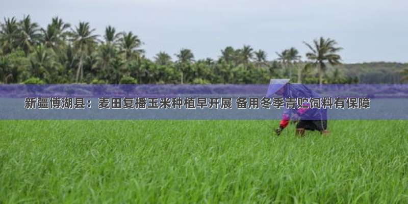 新疆博湖县：麦田复播玉米种植早开展 备用冬季青贮饲料有保障