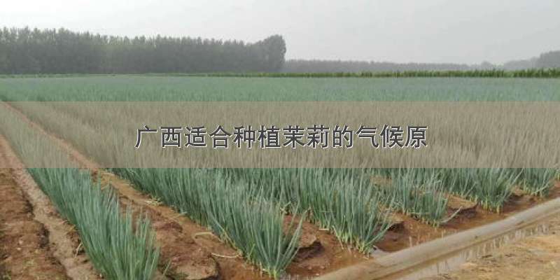广西适合种植茉莉的气候原