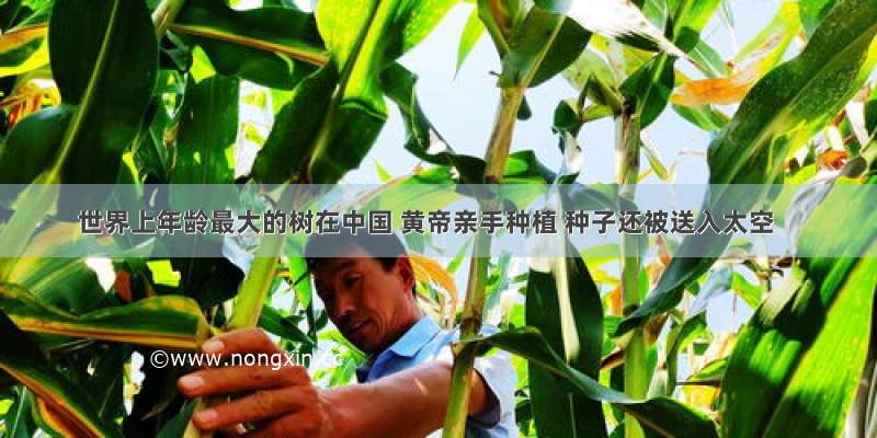 世界上年龄最大的树在中国 黄帝亲手种植 种子还被送入太空