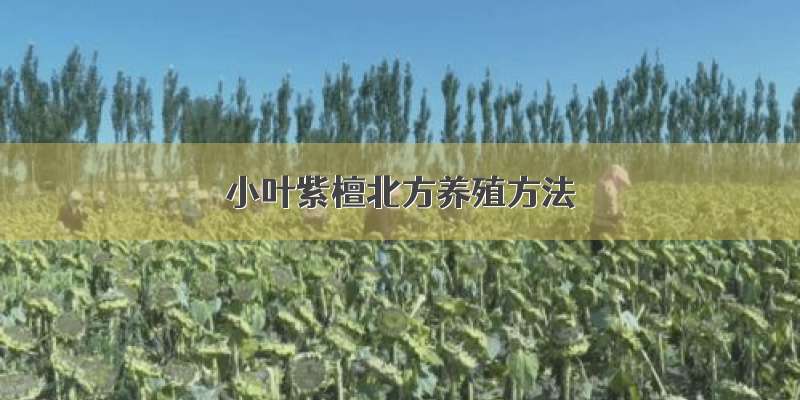 小叶紫檀北方养殖方法