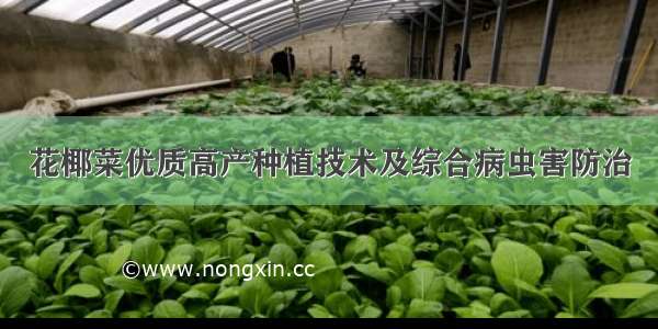 花椰菜优质高产种植技术及综合病虫害防治