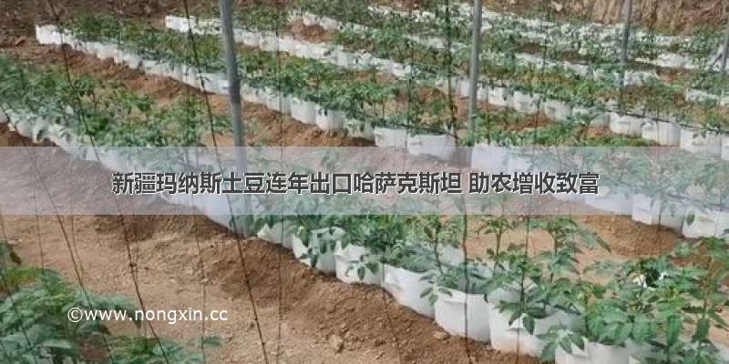 新疆玛纳斯土豆连年出口哈萨克斯坦 助农增收致富