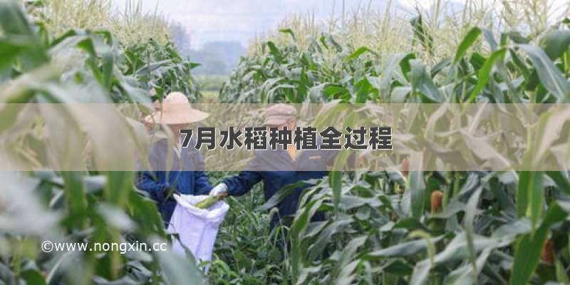7月水稻种植全过程