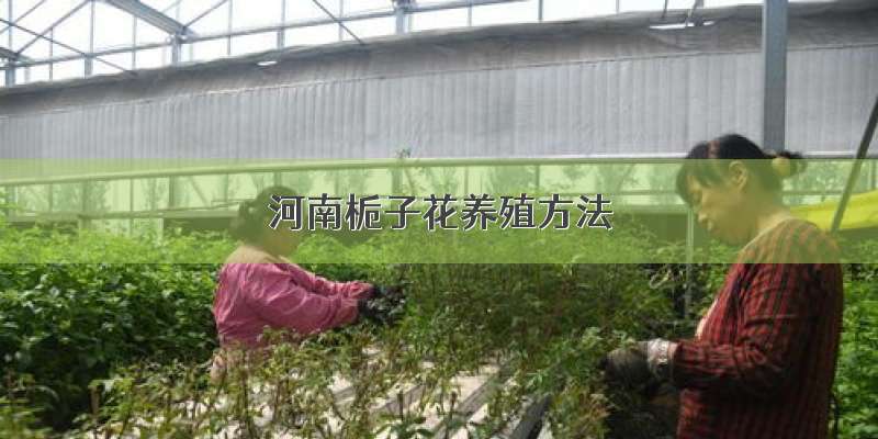 河南栀子花养殖方法