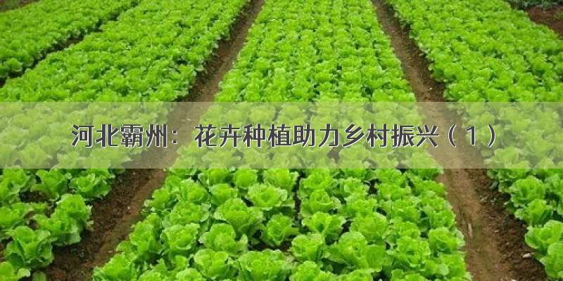 河北霸州：花卉种植助力乡村振兴（1）