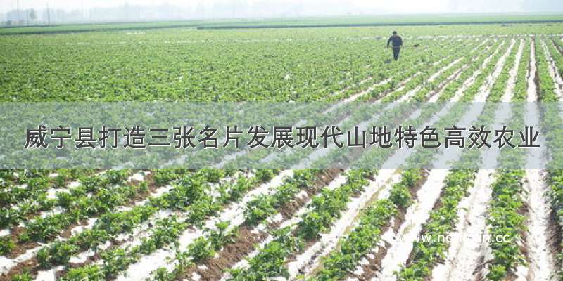 威宁县打造三张名片发展现代山地特色高效农业
