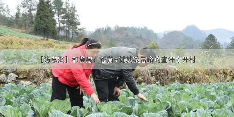 【访惠聚】和静县：番茄+铺就致富路的查汗才开村