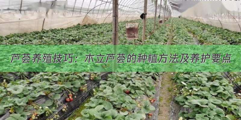 芦荟养殖技巧：木立芦荟的种植方法及养护要点