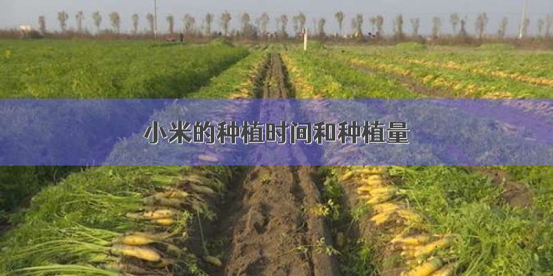 小米的种植时间和种植量