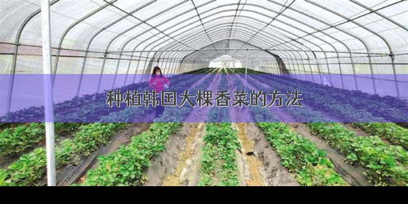 种植韩国大棵香菜的方法