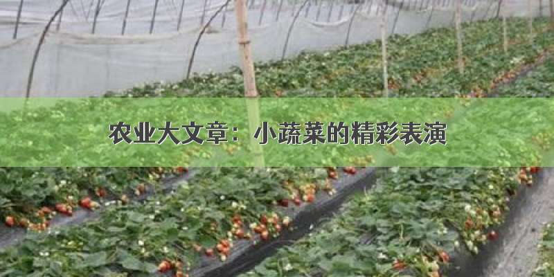 农业大文章：小蔬菜的精彩表演