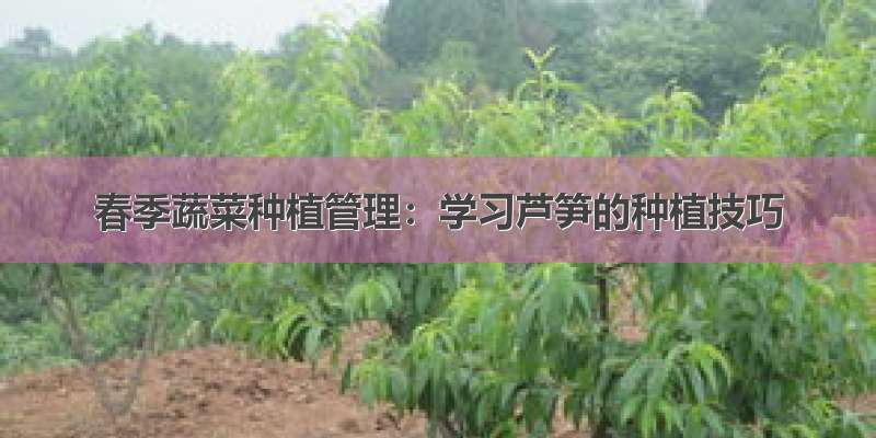 春季蔬菜种植管理：学习芦笋的种植技巧
