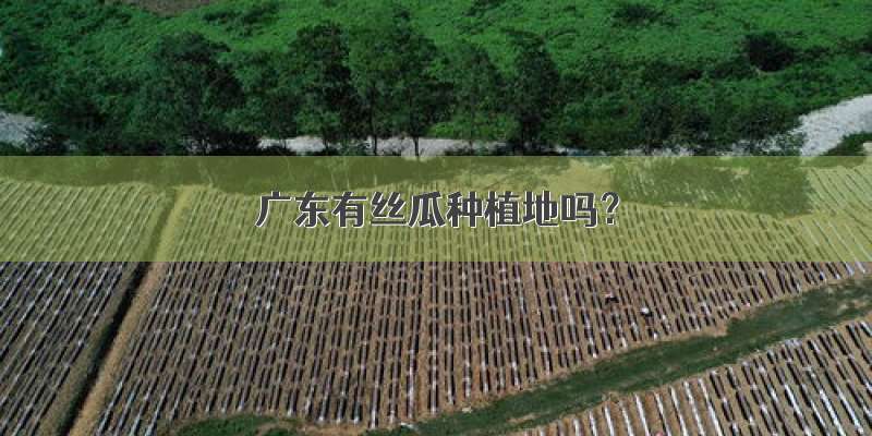 广东有丝瓜种植地吗？