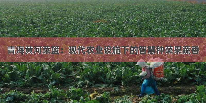 青海黄河菜篮：现代农业设施下的智慧种菜果蔬香