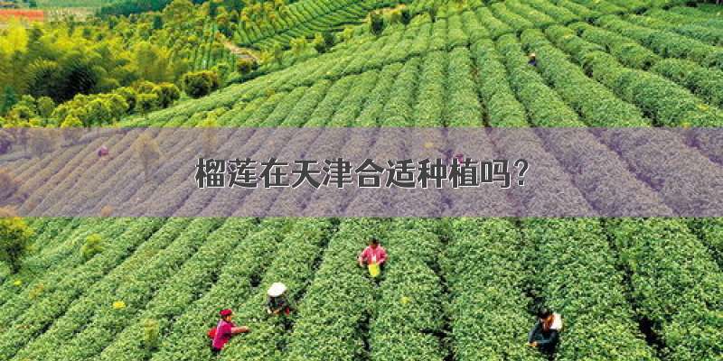 榴莲在天津合适种植吗？