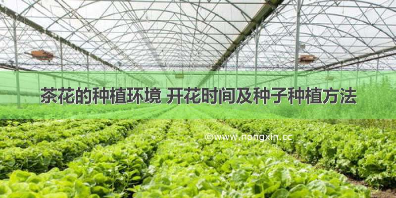 茶花的种植环境 开花时间及种子种植方法