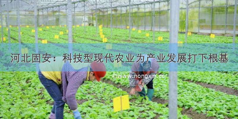 河北固安：科技型现代农业为产业发展打下根基