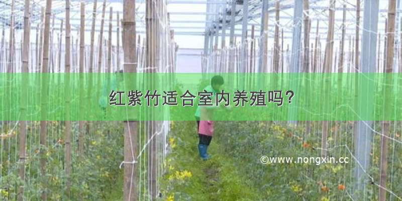 红紫竹适合室内养殖吗？