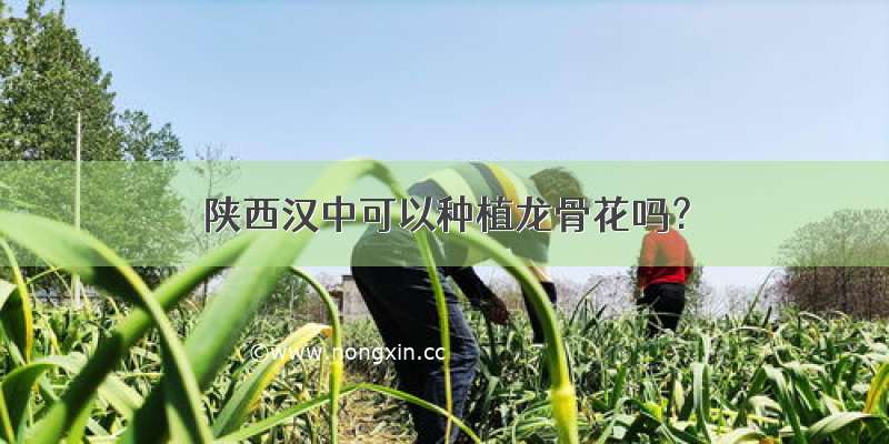 陕西汉中可以种植龙骨花吗？