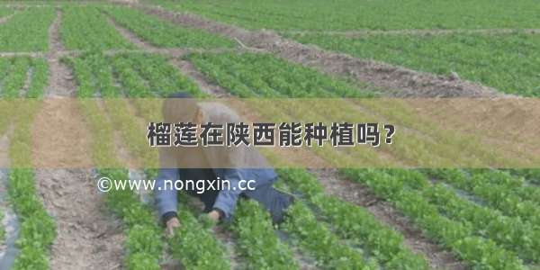 榴莲在陕西能种植吗？