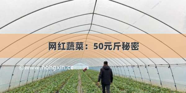 网红蔬菜：50元斤秘密