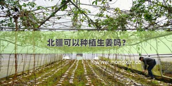 北疆可以种植生姜吗？