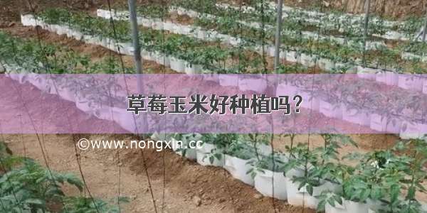 草莓玉米好种植吗？